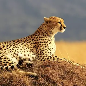 Explore Drakensberg, Battlefields Route & Midlands Meander Safari South Africa for 6 days with Amatungulu Tour and discover unforgettable experiences - Photo 4