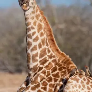 Explore Pilanesberg Wildlife Safari for 1 days with Amatungulu Tour and discover unforgettable experiences - Photo 3