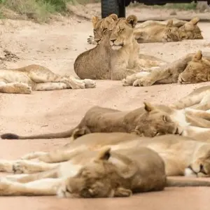 Explore Pilanesberg Wildlife Safari for 1 days with Amatungulu Tour and discover unforgettable experiences - Photo 4