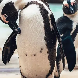 Explore Cape Town, Winelands, Garden Route & Addo National Park Tour for 7 days with Amatungulu Tour and discover unforgettable experiences - Photo 8