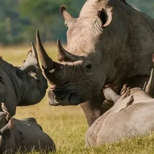 Explore Soweto to Pretoria & Pilanesberg Big 5 Game Drive for 4 days with Amatungulu Tour and discover unforgettable experiences - Photo 8