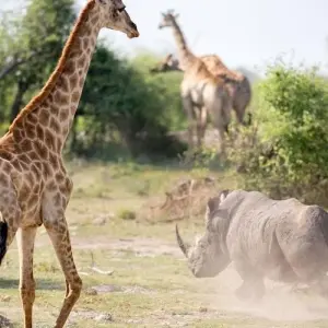 Explore Pilanesberg Wildlife Safari for 1 days with Amatungulu Tour and discover unforgettable experiences - Photo 5