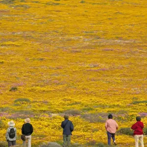Explore Namaqualand Flower Tour for 8 days with Amatungulu Tour and discover unforgettable experiences - Photo 5