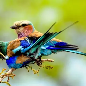 Explore Pilanesberg Wildlife Safari for 1 days with Amatungulu Tour and discover unforgettable experiences - Photo 6