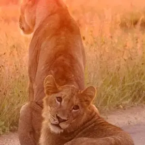 Explore Luxury Kruger Park Safari & Panorama Route ​South Africa for 4 days with Amatungulu Tour and discover unforgettable experiences - Photo 9