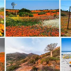 Explore Namaqualand Flower Tour for 8 days with Amatungulu Tour and discover unforgettable experiences - Photo 6