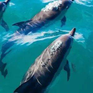 Explore Luxury Garden Route Journey from Cape Town for 5 days with Amatungulu Tour and discover unforgettable experiences - Photo 8