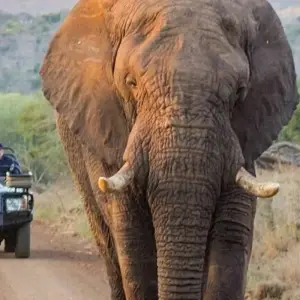 Explore Soweto to Pretoria & Pilanesberg Big 5 Game Drive for 4 days with Amatungulu Tour and discover unforgettable experiences - Photo 10