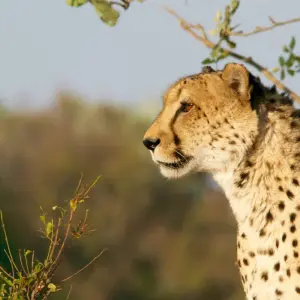 Explore Pilanesberg Wildlife Safari for 1 days with Amatungulu Tour and discover unforgettable experiences - Photo 7