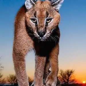Explore Kruger National Park, Panorama Route & Eswatini Tour for 5 days with Amatungulu Tour and discover unforgettable experiences - Photo 10