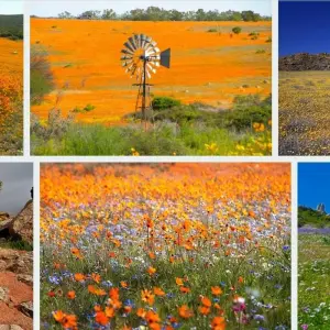 Explore Namaqualand Flower Tour for 8 days with Amatungulu Tour and discover unforgettable experiences - Photo 7