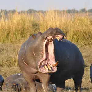 Explore Awesome Kruger National Park & Panorama Route Safari South Africa for 4 days with Amatungulu Tour and discover unforgettable experiences - Photo 8