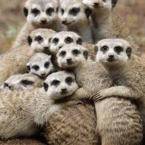 Explore Luxury Garden Route Journey from Cape Town for 5 days with Amatungulu Tour and discover unforgettable experiences - Photo 10