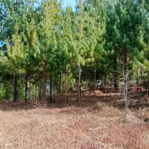 Explore Christmas Trekking at Chisapani Nagarkot Temal Namobuddha for 5 days with Amazing Authentic Treks  and discover unforgettable experiences - Photo 3