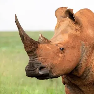 Explore Pilanesberg Wildlife Safari for 1 days with Amatungulu Tour and discover unforgettable experiences - Photo 10