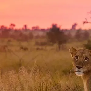 Explore Awesome Kruger National Park & Panorama Route Safari South Africa for 4 days with Amatungulu Tour and discover unforgettable experiences - Photo 11