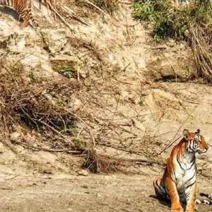 Explore Adventure Bardia Tiger Safari Tour for 9 days with Amazing Authentic Treks  and discover unforgettable experiences - Photo 4