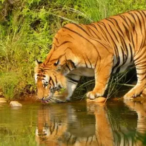 Explore Adventure Bardia Tiger Safari Tour for 9 days with Amazing Authentic Treks  and discover unforgettable experiences - Photo 5