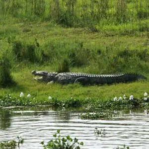 Explore Jungle Safari in  Nepal for 5 days with Amazing Authentic Treks  and discover unforgettable experiences - Photo 3
