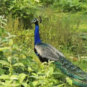 Explore Jungle Safari in  Chitwan for 3 days with Amazing Authentic Treks  and discover unforgettable experiences - Photo 2