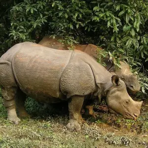 Explore Jungle Safari in  Nepal for 5 days with Amazing Authentic Treks  and discover unforgettable experiences - Photo 5