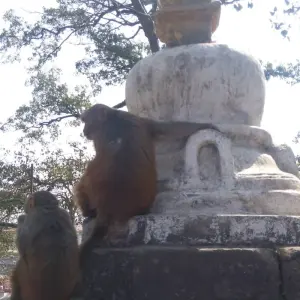 Explore Multi Adventure Kathmandu Nagarkot Lumbini  Pokhara Poonhill Trekking Tour for 15 days with Amazing Authentic Treks  and discover unforgettable experiences - Photo 10