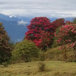 Explore Milke Danda Trekking Kanchenjunga Eastern Nepal for 15 days with Amazing Authentic Treks  and discover unforgettable experiences - Photo 3