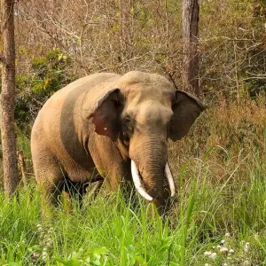 Explore Adventure Bardia Jungle Safari Tour for 3 days with Amazing Authentic Treks  and discover unforgettable experiences - Photo 3