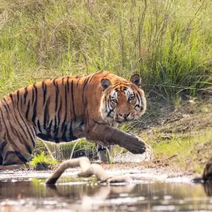 Explore Adventure Bardia Jungle Safari Tour for 3 days with Amazing Authentic Treks  and discover unforgettable experiences - Photo 4