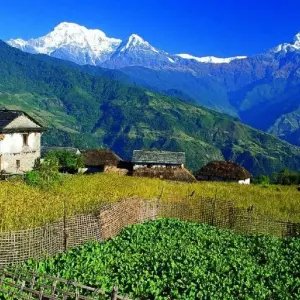 Explore Mardi Himal Trekking with MBC for 8 days with Amazing Authentic Treks  and discover unforgettable experiences - Photo 4