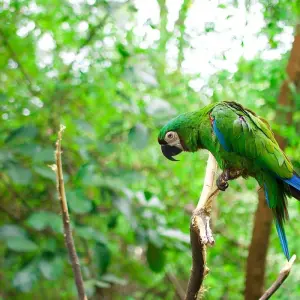 Explore Amazon Jungle (Air-Conditioned) - 2 Days for 2 days with Amazon Amazing Tours and discover unforgettable experiences - Photo 6