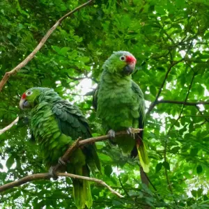 Explore Amazon Jungle - 4 Days for 4 days with Amazon Amazing Tours and discover unforgettable experiences - Photo 8