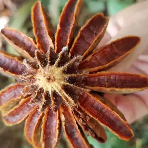 Explore Amazon Boat Cruise - 3 Days for 3 days with Amazon Amazing Tours and discover unforgettable experiences - Photo 6