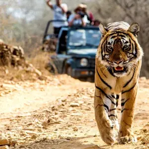 Explore Discovery of India Taj Mahal, Tigers, Forts, Ganges, Beaches, Backwaters for 16 days with Amazing India Tours and discover unforgettable experiences - Photo 6