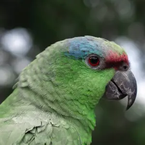 Explore Amazon Jungle - 3 Days for 3 days with Amazon Amazing Tours and discover unforgettable experiences - Photo 10