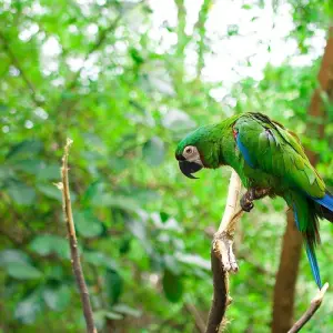 Explore Amazon Jungle (Air-Conditioned) - 4 Days for 4 days with Amazon Amazing Tours and discover unforgettable experiences - Photo 9