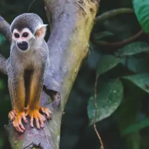 Explore Amazon Jungle (Air-Conditioned) - 2 Days for 2 days with Amazon Amazing Tours and discover unforgettable experiences - Photo 11