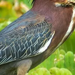 Explore Taj Mahal Sunrise and Sunset Tour with Bird Sanctuary for 3 days with Amazing India Tours and discover unforgettable experiences - Photo 6