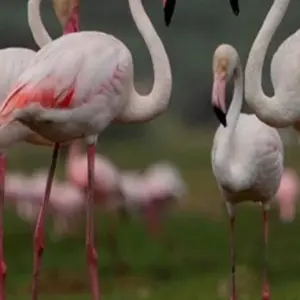 Explore Taj Mahal Sunrise and Sunset Tour with Bird Sanctuary for 3 days with Amazing India Tours and discover unforgettable experiences - Photo 7