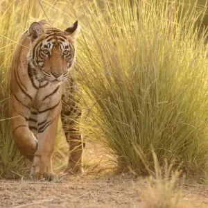 Explore Bespoke Rajasthan Tour with Varanasi & Mumbai 20 Days for 20 days with Amazing India Tours and discover unforgettable experiences - Photo 8