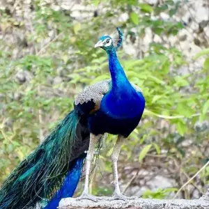 Explore Leopard Safari & Sunrise Taj Mahal Luxury Tour for 7 days with Amazing India Tours and discover unforgettable experiences - Photo 7