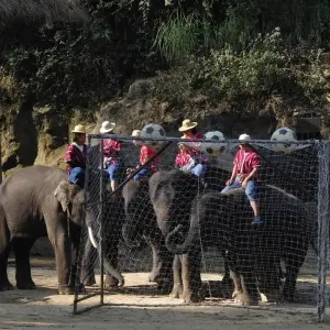 Explore Best India Golden Triangle Tour With Wildlife Bear & Elephant Rescue Conservation for 6 days with Amazing India Tours and discover unforgettable experiences - Photo 3