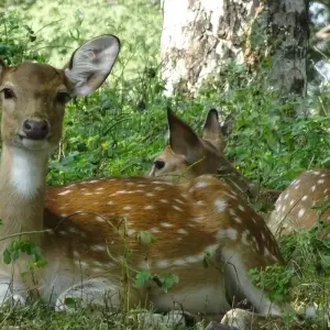 Explore Golden Triangle & Tigers - ALL INCLUSIVE for 9 days with Amazing India Tours and discover unforgettable experiences - Photo 6