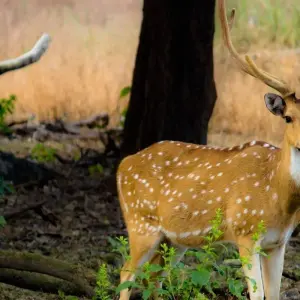 Explore Wildlife Tour India for 14 days with Amazing India Tours and discover unforgettable experiences - Photo 2