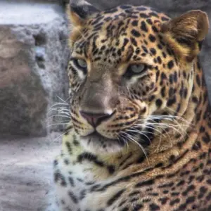 Explore Wildlife Tour India for 14 days with Amazing India Tours and discover unforgettable experiences - Photo 3