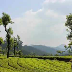 Explore India's Golden Triangle Tour and Kerala Backwaters for 14 days with Amazing India Tours and discover unforgettable experiences - Photo 4
