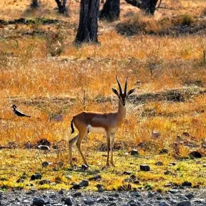Explore Karnataka & Golden Triangle With Wildlife for 16 days with Amazing India Tours and discover unforgettable experiences - Photo 8