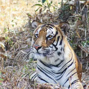 Explore India's Best Wildlife Tour for 14 days with Amazing India Tours and discover unforgettable experiences - Photo 2