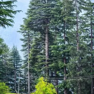 Explore Luxury India's Golden Triangle Tour with Shimla With Toy Train for 10 days with Amazing India Tours and discover unforgettable experiences - Photo 4
