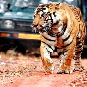 Explore India Taj To Tiger Journey for 12 days with Amazing India Tours and discover unforgettable experiences - Photo 11